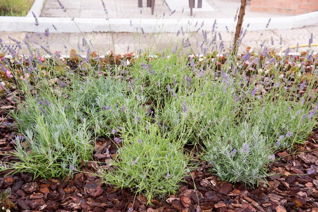 Garden On The Sea Bed & Breakfast Vico Equense Exterior photo